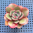 Echeveria 'Salu' 2" Succulent Plant