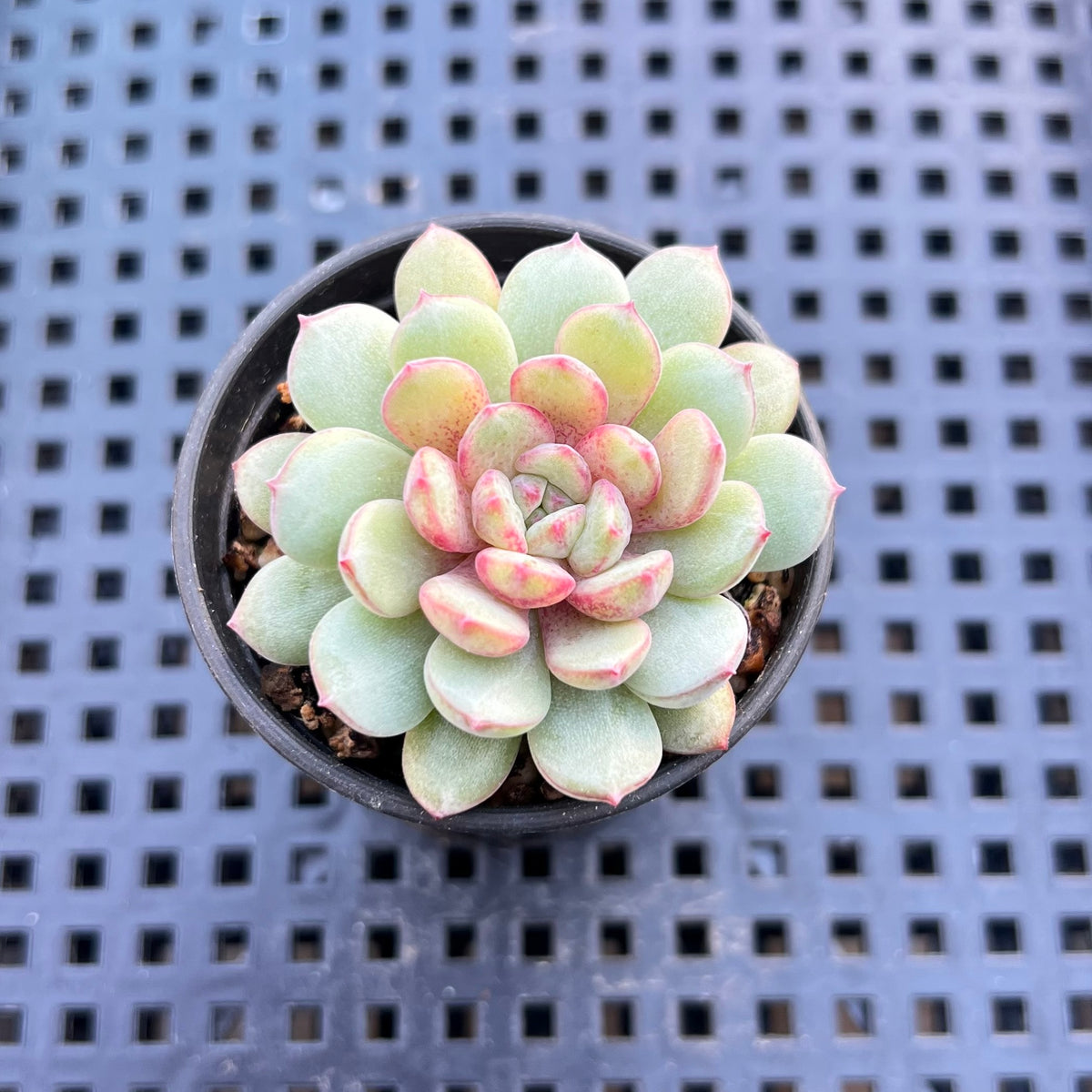 Echeveria 'Goldfinch' 2" Succulent Plant