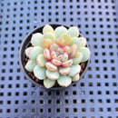 Echeveria 'Goldfinch' 2" Succulent Plant