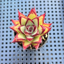 Echeveria Agavoides 'Rosia' 2" Succulent Plant