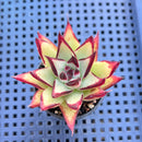 Echeveria Agavoides 'Rosia' 2" Succulent Plant