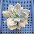 Echeveria Xichuensis 2"-3" Succulent Plant