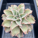 Echeveria 'Madiba' 4" Succulent Plant