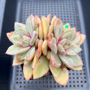 Echeveria 'German Champaign' 4"-5" Succulent Plant