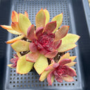 Echeveria 'Espresso' 4"-5" Cluster Succulent Plant