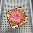 Echeveria 'Forte' 2" Succulent Plant