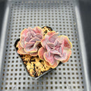 Echeveria 'Butterfly' 2" Cluster Succulent Plant