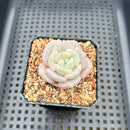 Echeveria 'Snow Garden' 2" Succulent Plant