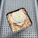 Echeveria 'Snow Garden' 2" Succulent Plant
