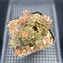 Echeveria 'Tesla' Large Cluster 4" Succulent Plant