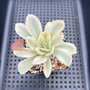 Echeveria 'Japan Moon River' Variegated 3” Succulent Plant