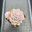 Echeveria 'Lotus' 2”-3” Succulent Plant