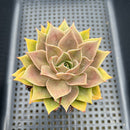 Echeveria 'Mysterious Rose' 3” Succulent Plant