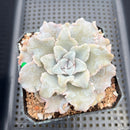 Echeveria 'Crispate Beauty' 3"-4" Succulent Plant
