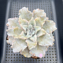 Echeveria 'Crispate Beauty' 3"-4" Succulent Plant