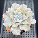 Echeveria 'Crispate Beauty' 3"-4" Succulent Plant