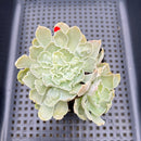 Echeveria 'Shaviana' Carunculated 2" Succulent Plant