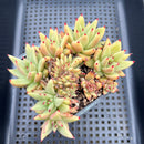 Echeveria Agavoides 'Elkhorn' Crested 5" Succulent Plant
