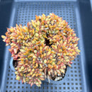 Echeveria Agavoides 'Elkhorn' Crested 5" Succulent Plant