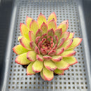 Echeveria 'Mongolian Jelly' 3"-4" Succulent Plant