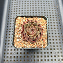 Echeveria 'Meshid' 1"-2" Succulent Plant