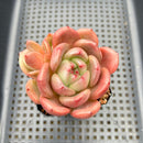 Echeveria 'Pink Champaign' 3" Succulent Plant