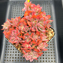 Echeveria 'Luella' Crested 4"-5" Succulent Plant