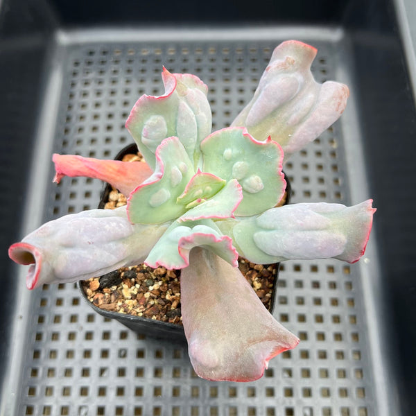 echeveria culibra succulent Echeveria 'Culibra' 2" Succulent Plant