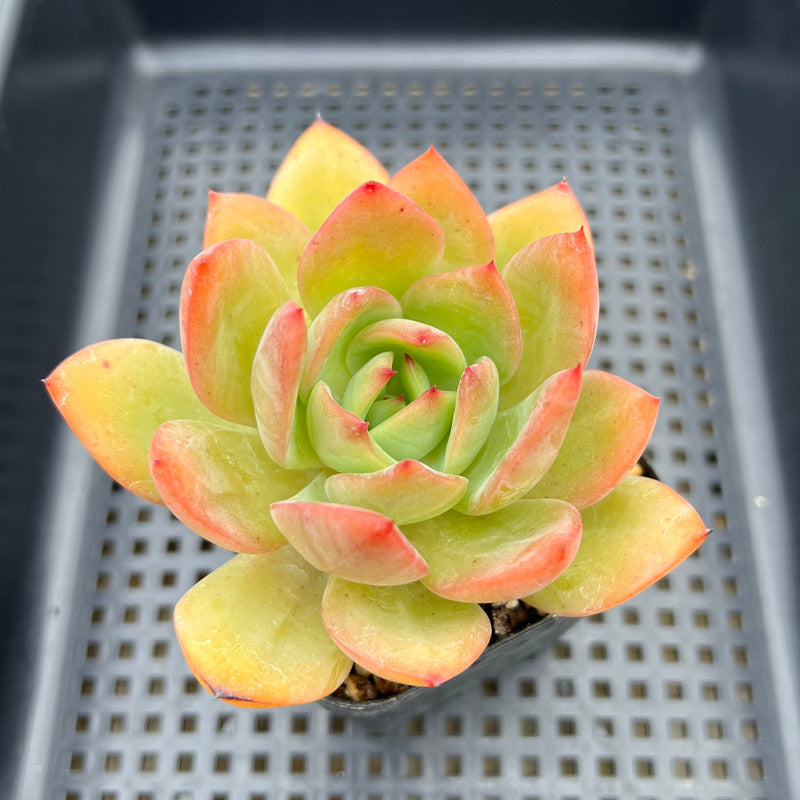 Echeveria 'Red Glow' 2" Succulent Plant