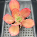 Echeveria 'Orange Subrigida' 2"-3" Succulent Plant