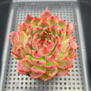 Echeveria 'Deep Red' 3"-4" Succulent Plant