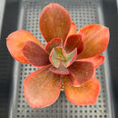 Echeveria 'Primadonna' Light Variegated 2" Succulent Plant