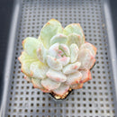 Echeveria 'Orange Monroe' 2" Succulent Plant