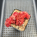 Echeveria 'Red Crow' Crested Cluster 2" Succulent Plant