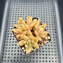 Echeveria Agavoides 'Star of Seoul' 2" Cluster Succulent Plant