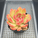 Echeveria 'Black Queen' Hybrid 3" Succulent Plant