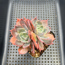 Echeveria sp. 3"-4" Succulent Plant