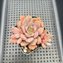 Echeveria 'Vasilisa' 3"-4" Succulent Plant
