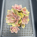 Echeveria 'Red Cuba' 3" Cluster Succulent Plant