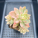 Echeveria 'Pink Vera' Variegated 3" Cluster Succulent Plant