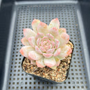 Echeveria sp. 3" Succulent Plant