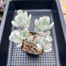 Cotyledon orbiculata var. oophylla 3" Cluster Succulent Plant