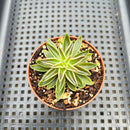 Echeveria Lutea 2" (100% Grown In House) Succulent Plant