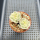 Echeveria 'Nicksana' Variegated 2" Two Heads Succulent Plant