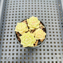 Echeveria 'Malgan' 2" Succulent Plant