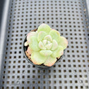 Echeveria 'Icy Green' 2" Succulent Plant