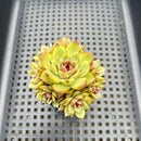 Echeveria 'Magic Coco' 2" Cluster Succulent Plant