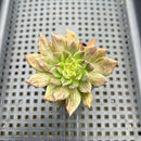 Echeveria 'Silver Prince' Variegated 2" Succulent Plant