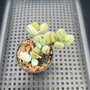 Cotyleydon Orbiculata Var. 'Hoppi' Variegated 2" Succulent Plant
