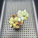 Cotyleydon Orbiculata Var. 'Hoppi' Variegated 2" Succulent Plant